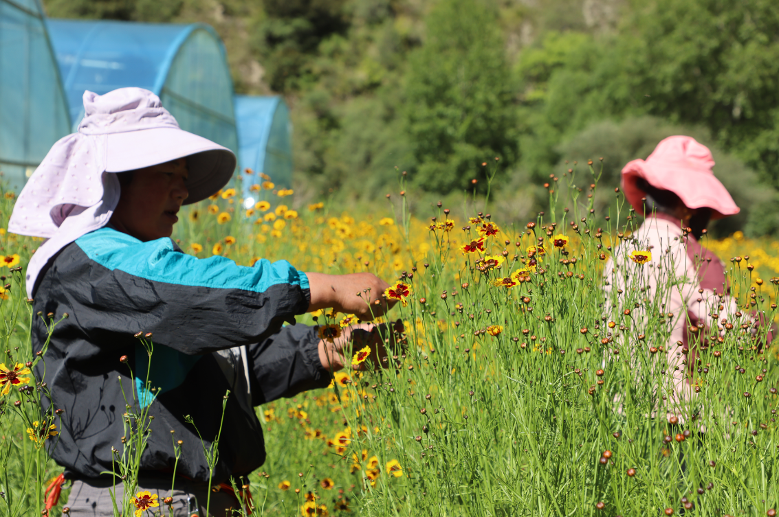 支持擴大雪菊種植300畝、藜麥200畝，助力當地群眾增收